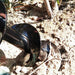 Planter Garden Auger Spiral Drill Planting Hole Soil Digger