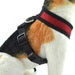 Affordable Breathable Mesh Dog Harness Xs