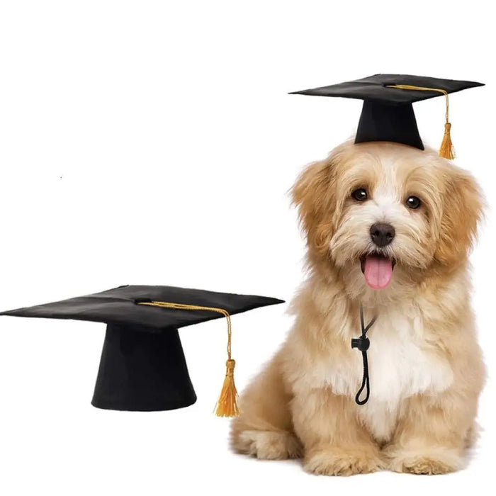 Black Dog Hat Graduation Yellow Tassel Academic Caps