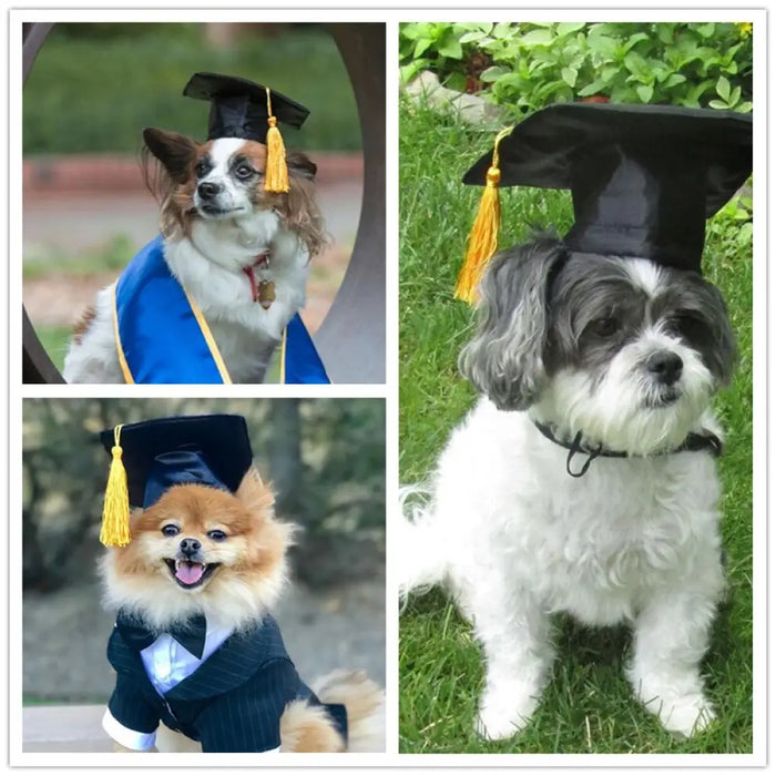 Black Dog Hat Graduation Yellow Tassel Academic Caps