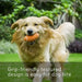 Durable Nontoxic Floatable Squeaky Rubber Chew Ball For Dogs