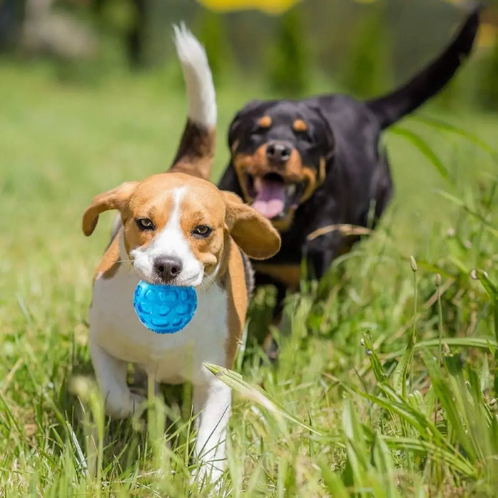 Floatable Squeaker Sound Dog Ball Toy For Small Medium