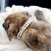 Pu Leather Adjustable Strap Pearl Collar For Dog Weddings
