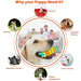 Strong Long-lasting Non-toxic Teething Dog Chew Toy For