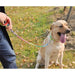 Sturdy Stainless Steel Metal Chain Dog Collar Lead Set For