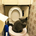 Pet Toilet Litter Box Defecating Training System Seat