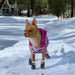 Winter Warm Comfortable Rugged Anti-slip Snow Paw Protector