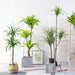 180cm Green Artificial Indoor Brazlian Iron Tree Fake Plant