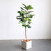 2x 120cm Green Artificial Indoor Qin Yerong Tree Fake Plant