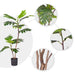 2x 90cm 2-trunk Artificial Natural Green Split-leaf