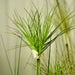4x 150cm Green Artificial Indoor Potted Papyrus Plant Tree
