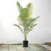 4x 180cm Green Artificial Indoor Rogue Areca Palm Tree Fake