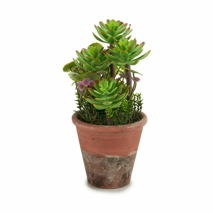 Decorative Plant Succulent Plastic 16 X 23 X 16 Cm 12 Units