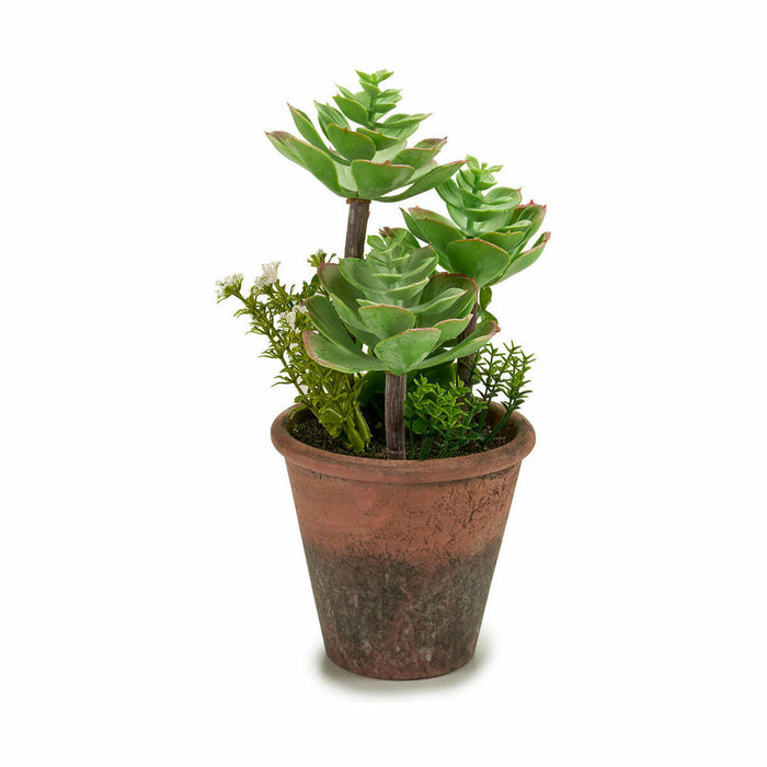 Decorative Plant Succulent Plastic 16 X 23 X 16 Cm 12 Units