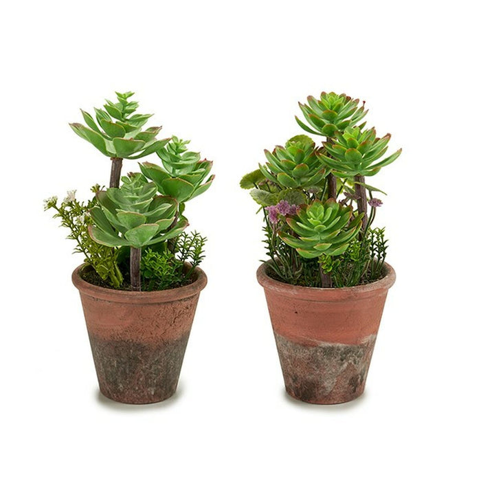 Decorative Plant Succulent Plastic 16 X 23 X 16 Cm 12 Units