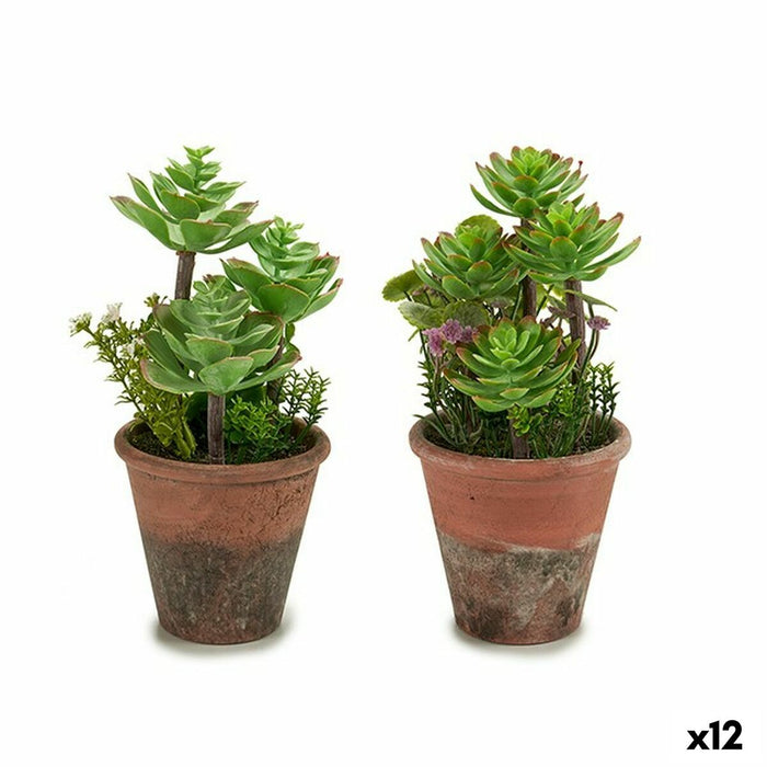 Decorative Plant Succulent Plastic 16 X 23 X 16 Cm 12 Units