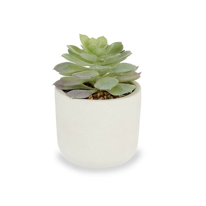 Decorative Plant Succulent Plastic 14 x 13.5 Cm 12 Units