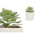 Decorative Plant Succulent Plastic 14 x 13.5 Cm 12 Units