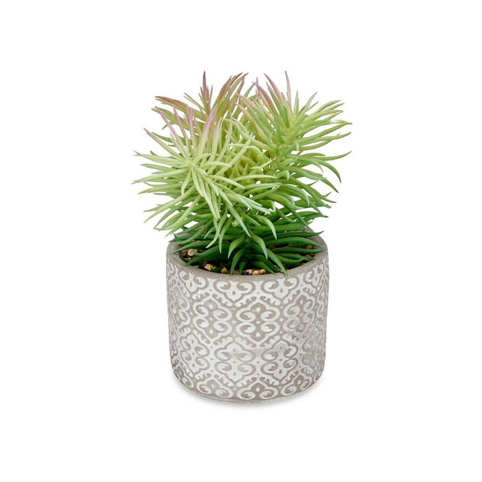 Decorative Plant Succulent Wood Plastic 12 X 22 X 12 Cm 8 Units