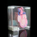 Heart Anatomy Coasters Set