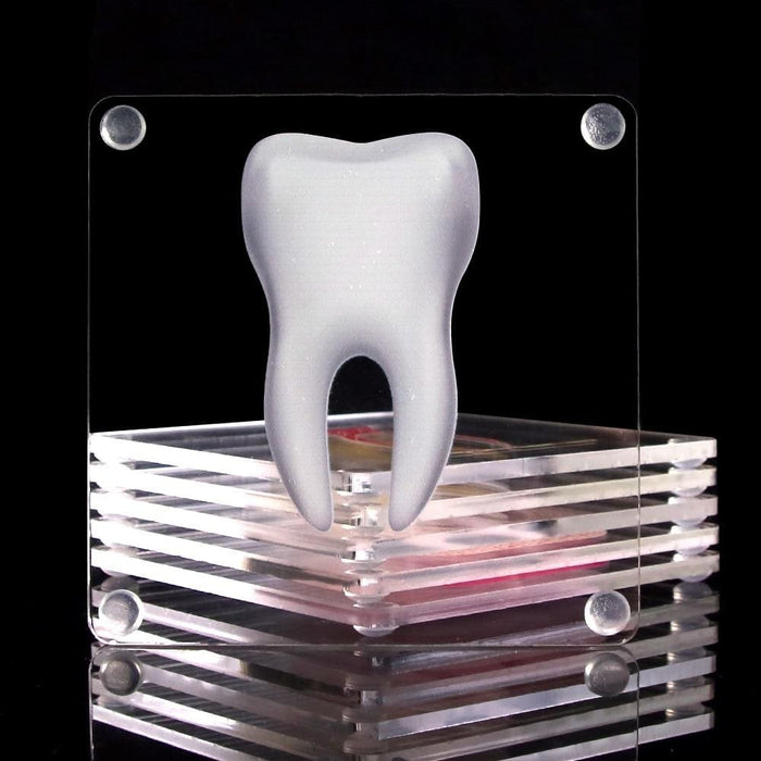 Tooth Anatomy Coasters Set